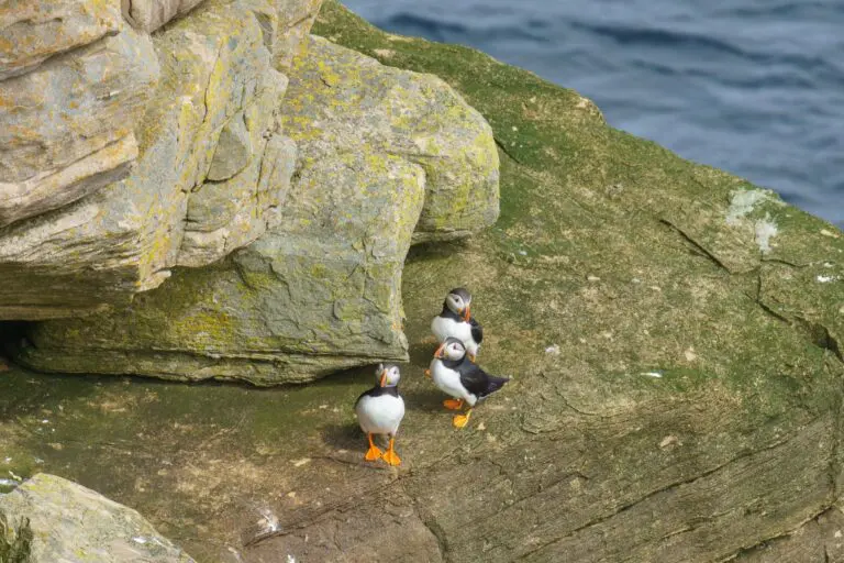 10 Levenwick Puffins