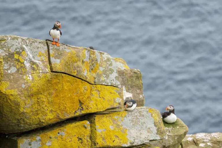 11 Levenwick Puffins