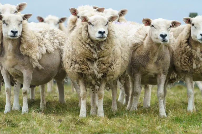 13 Levenwick Sheep