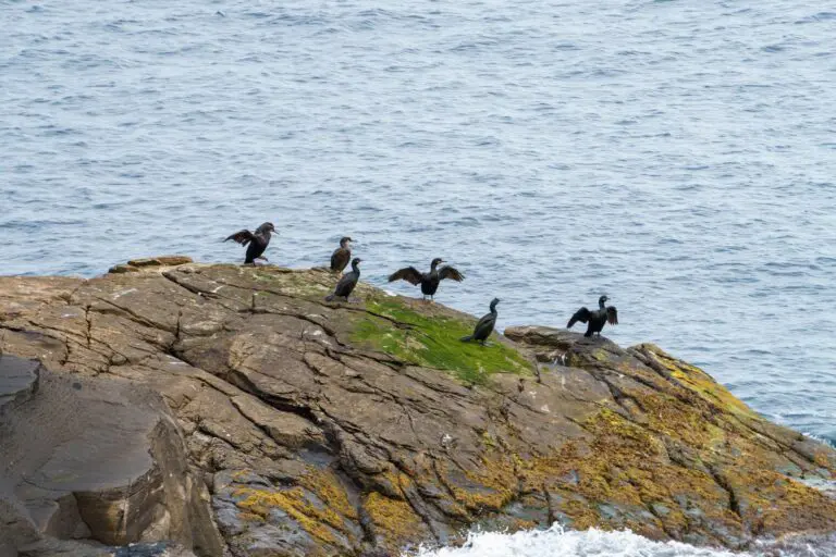 7 Levenwick Guillemots