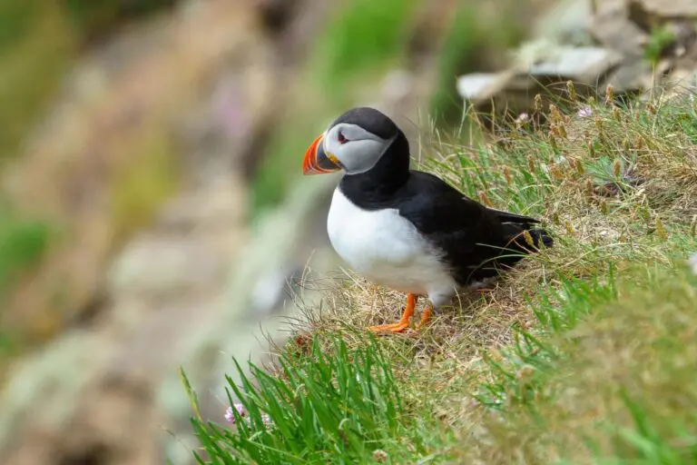 9 Levenwick Puffin